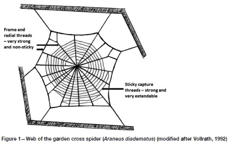 The secondary frame in spider orb webs: the detail that makes the