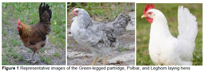 Behaviour and stress in three breeds of laying hens kept in the same  environment