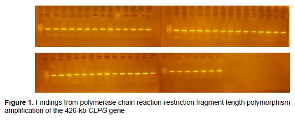 Polymorphism of the callipyge gene in the Esme sheep breed